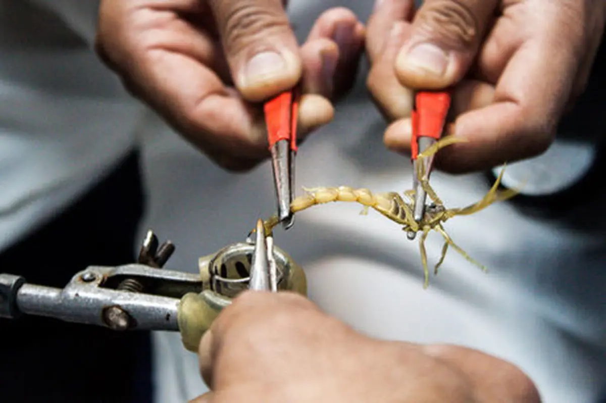 هر سرم مارگزیدگی معادل 2 بشکه نفت ارز آوری دارد