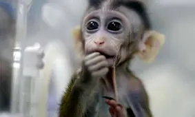 چینی‌ها موجودی مرکب از انسان و میمون خلق کردند