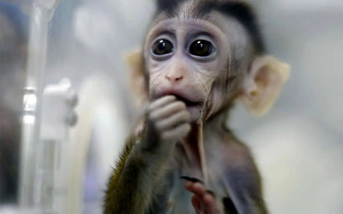 چینی‌ها موجودی مرکب از انسان و میمون خلق کردند