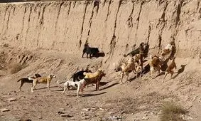 سگ‌های ولگرد در هندیجان ساماندهی شوند