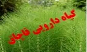 کشف داروی گیاهی قاچاق در خاتم