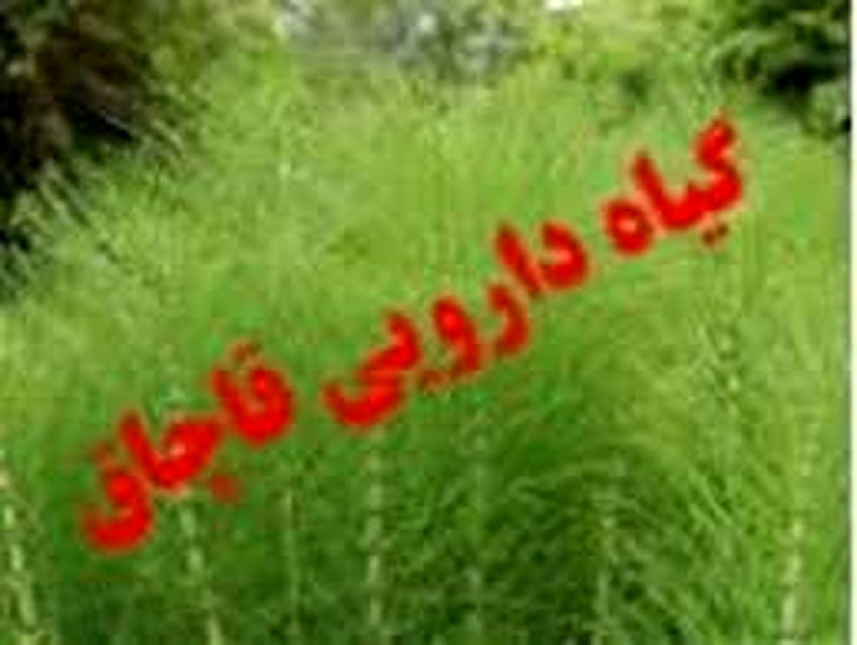 کشف داروی گیاهی قاچاق در خاتم