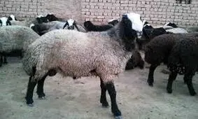 تلف شدن 100 راس گوسفند در سیلاب سبزوار