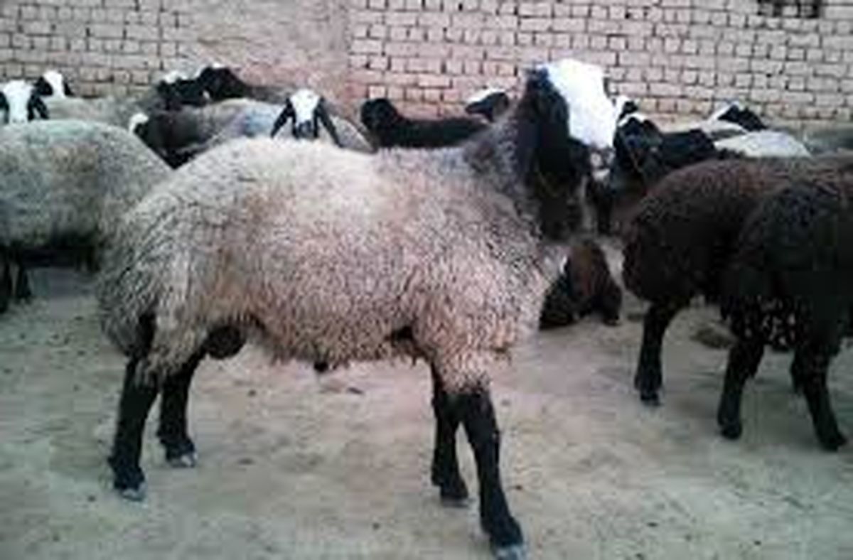 تلف شدن 100 راس گوسفند در سیلاب سبزوار