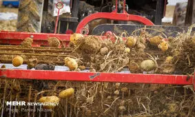 همدان رتبه‌دار تولید سیب‌زمینی کشور است/برداشت ۹۱۷ هزارتن در سال