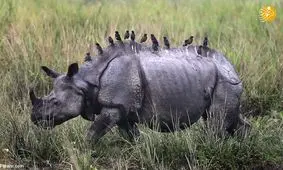 (تصاویر) برترین تصاویر هفته حیوانات