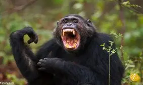 فرق ما با شامپانزه چیست؟