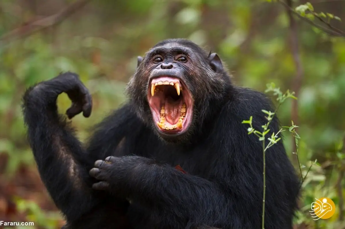 فرق ما با شامپانزه چیست؟