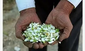 بهار نارنج بوی خوش معجزه طبیعت