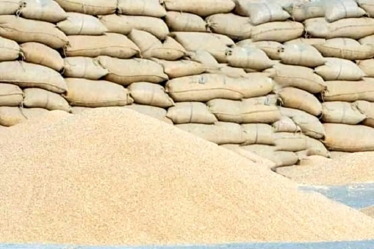 پیش‌بینی خرید ۴۵۰ هزار تن گندم مازاد بر مصرف از کشاورزان اردبیلی