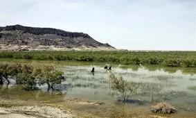 حدود ۳۰ درصد جازموریان حوزه سیستان و بلوچستان آبگیری شد