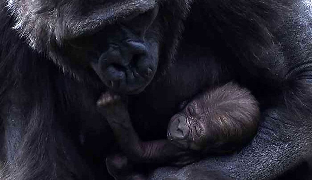 گوریل ۱۰ روزه باغ وحش دوبلین –ایرلند- در آغوش مادرش «کافی»