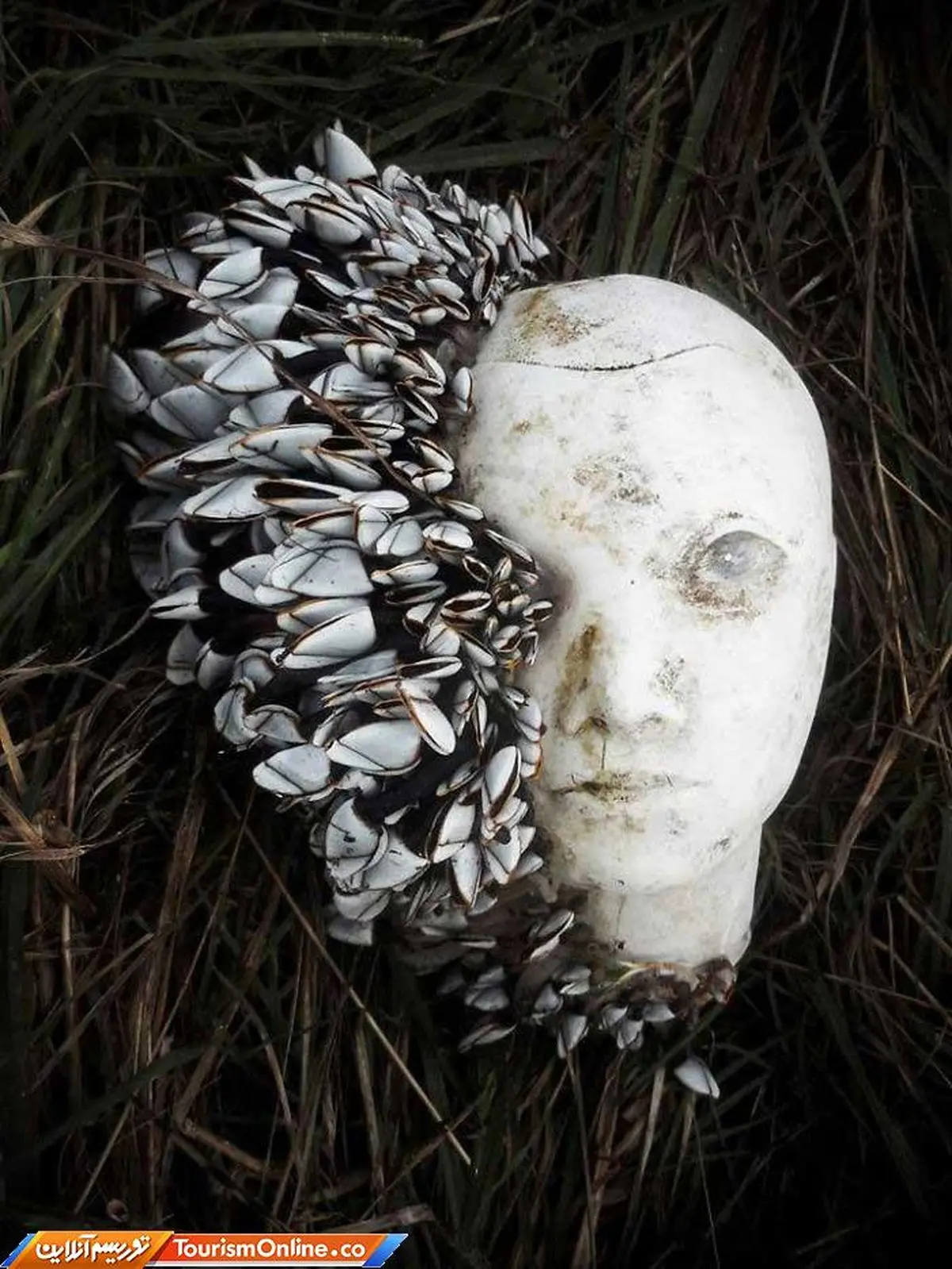 بفرمایید این هم سوغاتی های ساحل! + تصاویر