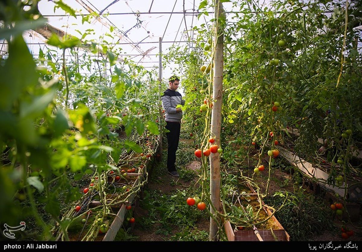 شهرک‌های گلخانه‌ای در شهرستان‌های استان فارس راه‌اندازی می‌شود