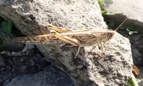 ۱۱ هزار هکتار زمین کشاورزی سیستان و بلوچستان علیه ملخ صحرایی سمپاشی شد