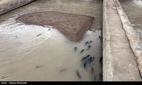 سیل ۴۴۲ میلیارد ریال به مزارع پرورش ماهی گلستان خسارت وارد کرد