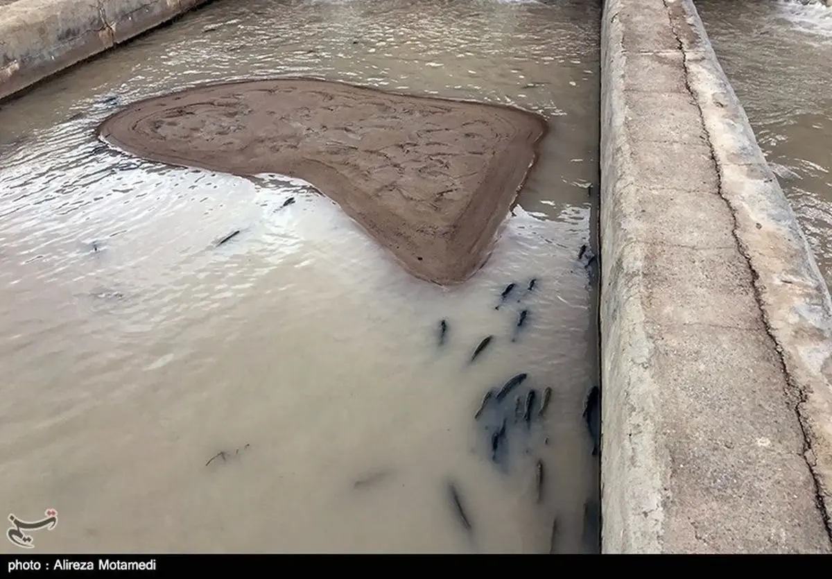 سیل ۴۴۲ میلیارد ریال به مزارع پرورش ماهی گلستان خسارت وارد کرد