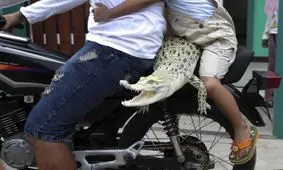 دوستی باورنکردنی دختر 3 ساله با کروکودیل + تصاویر