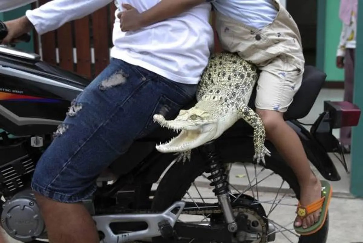 دوستی باورنکردنی دختر 3 ساله با کروکودیل + تصاویر