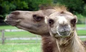 حقایقی جالب و عجیب در مورد شترها