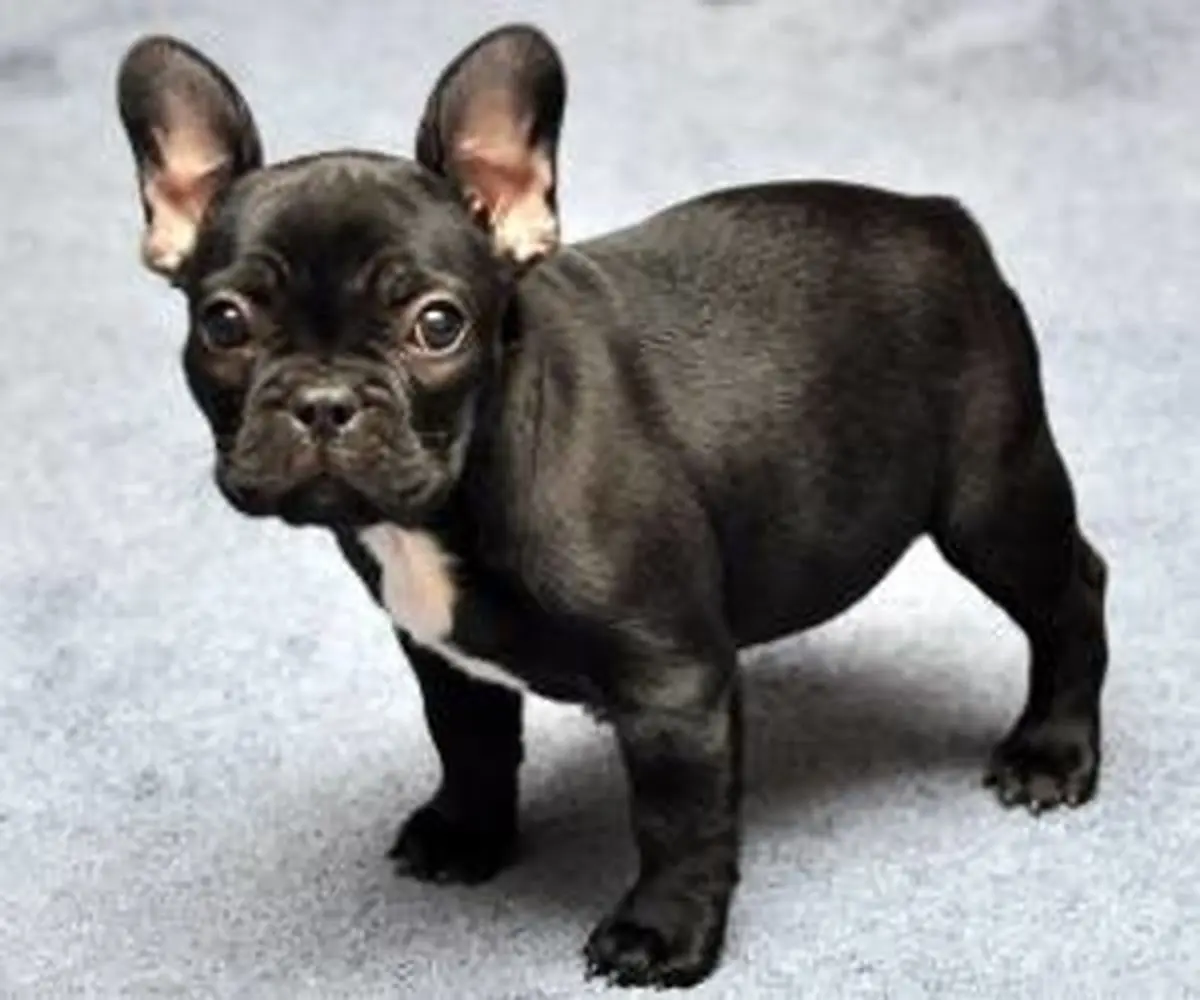 لایک بازی مرد جوان سگش را به کشتن داد ! + عکس