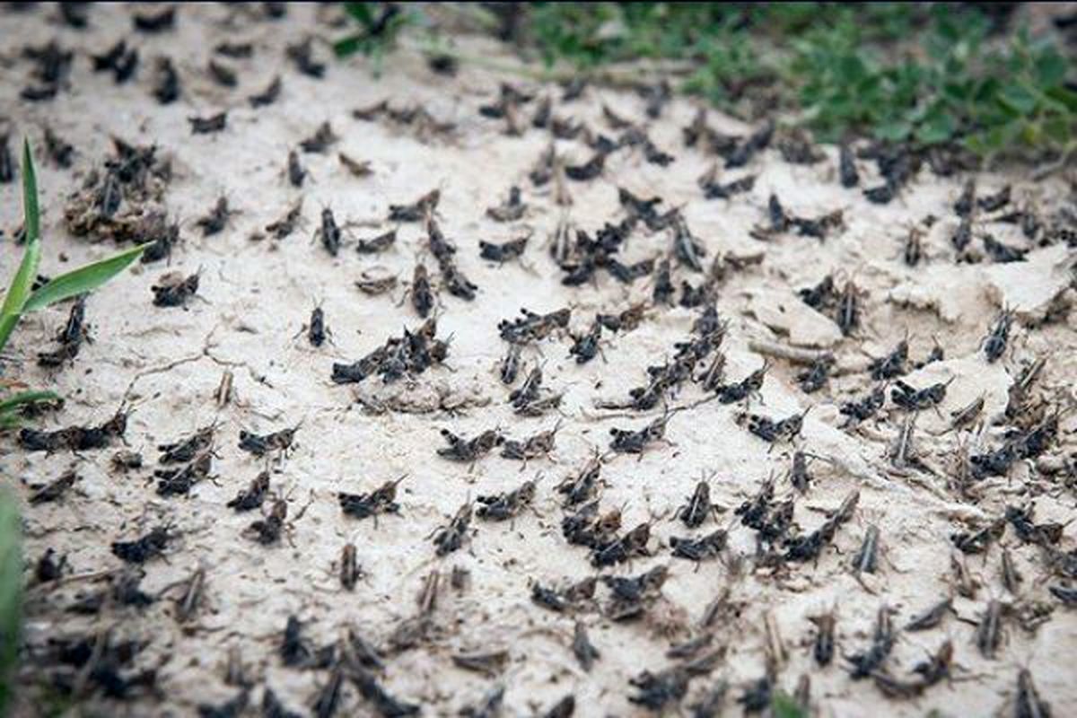 آیا عربستان در مبارزه با ملخها شیطنت کرده است؟ / عدم تأمین اعتبار 12 میلیارد تومانی برای مبارزه