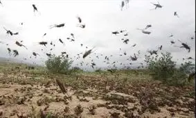 آخرین خبرها از هجوم ملخ ها به شش استان کشور+ویدئو