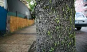 تصاویری از هجوم کِرم‌ها به ترکیه