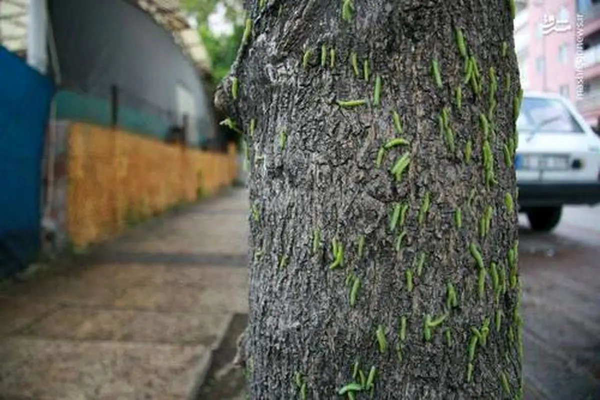 تصاویری از هجوم کِرم‌ها به ترکیه