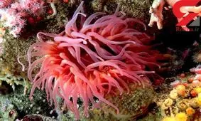 درمان مشکلات شنوایی با شقایق دریایی