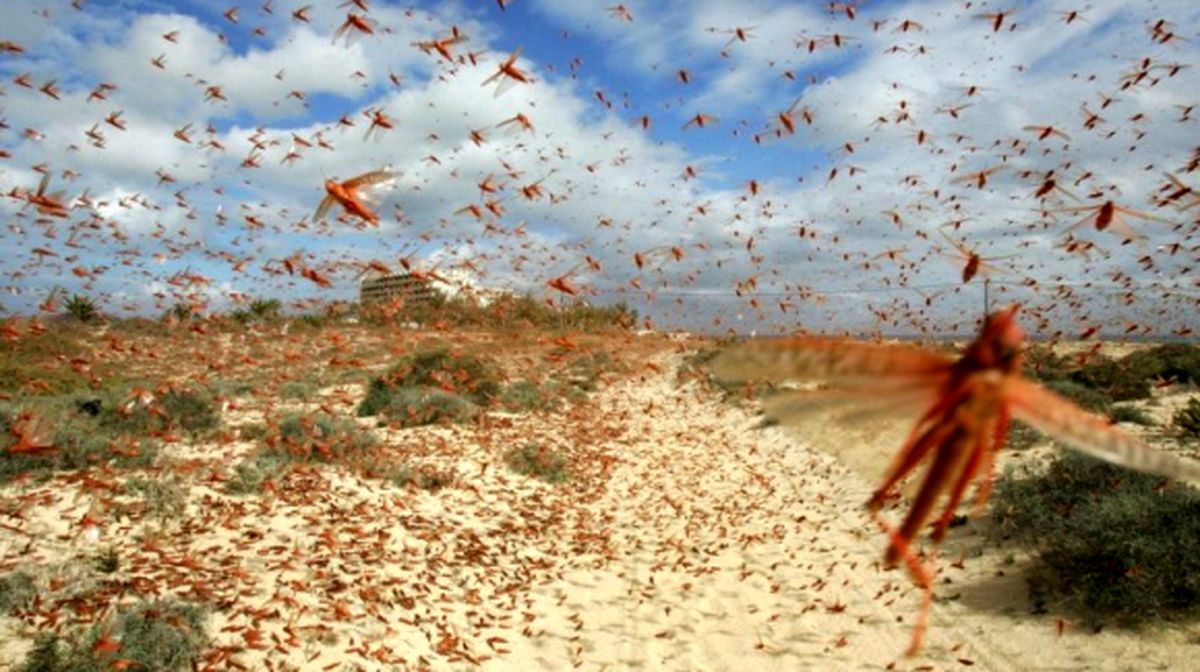 هجوم بی سابقه ملخها به زمینهای کشاورزی در ۴۰ سال اخیر