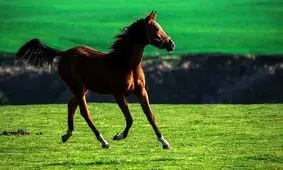 روستای «صوفیان» کلاله میزبان چهاردهمین جشنواره اسب اصیل ترکمن