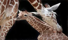 عکس های جالب و دیدنی روز