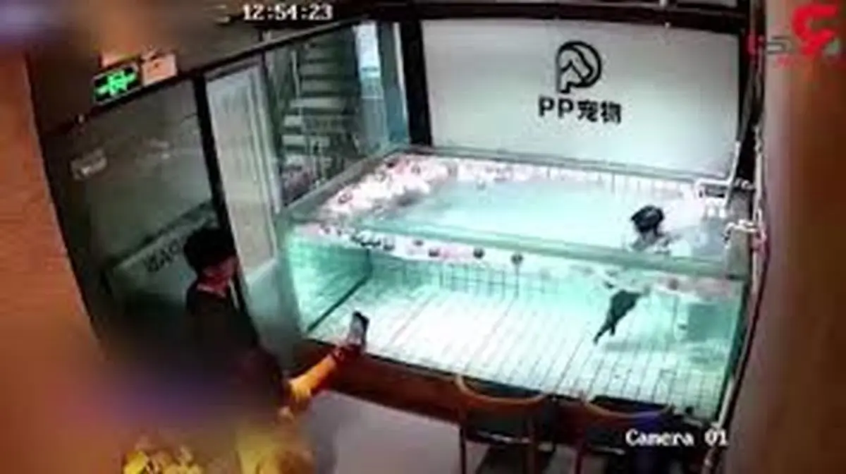 فیلمبرداری زن روانی از لحظه جان دادن سگش +فیلم