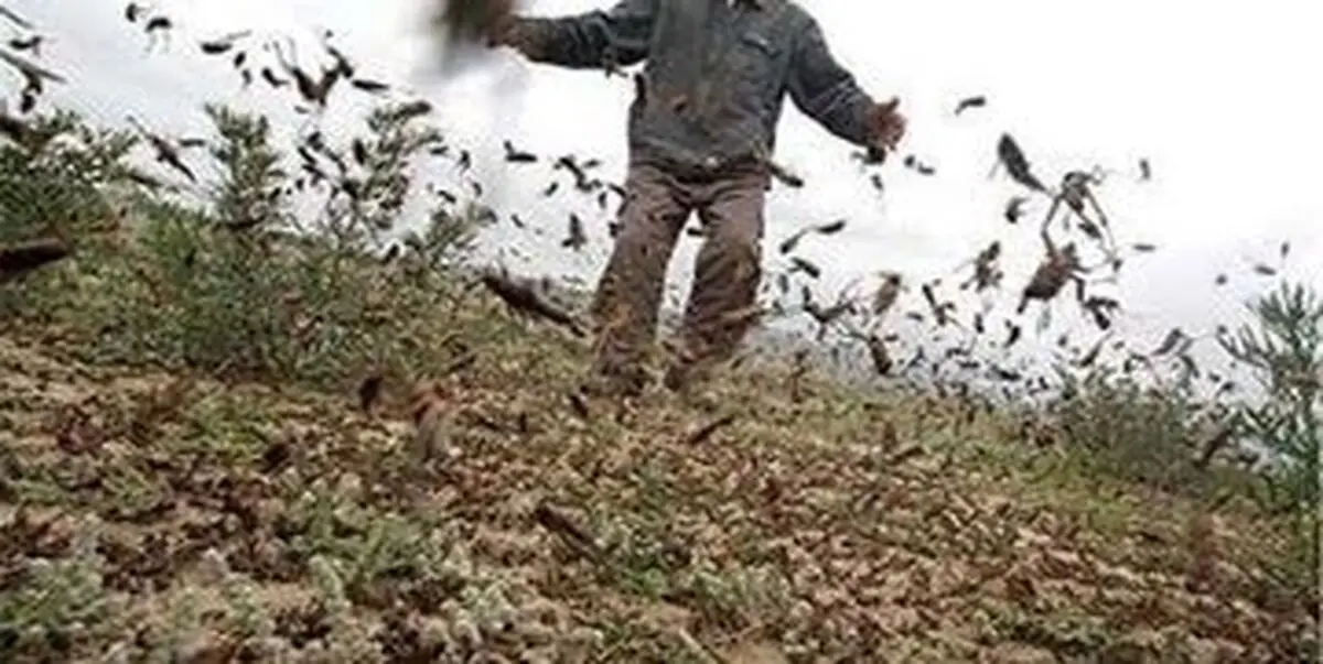 ملخ‌های صحرایی، جنوب ایران را خوردند؛ هشدار سازمان جهانی غذا درباره به خطر افتادن امنیت غذایی