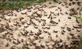 ملخها تهدید جدید اقتصاد جنوب کرمان /تالاب جازموریان در معرض خطر