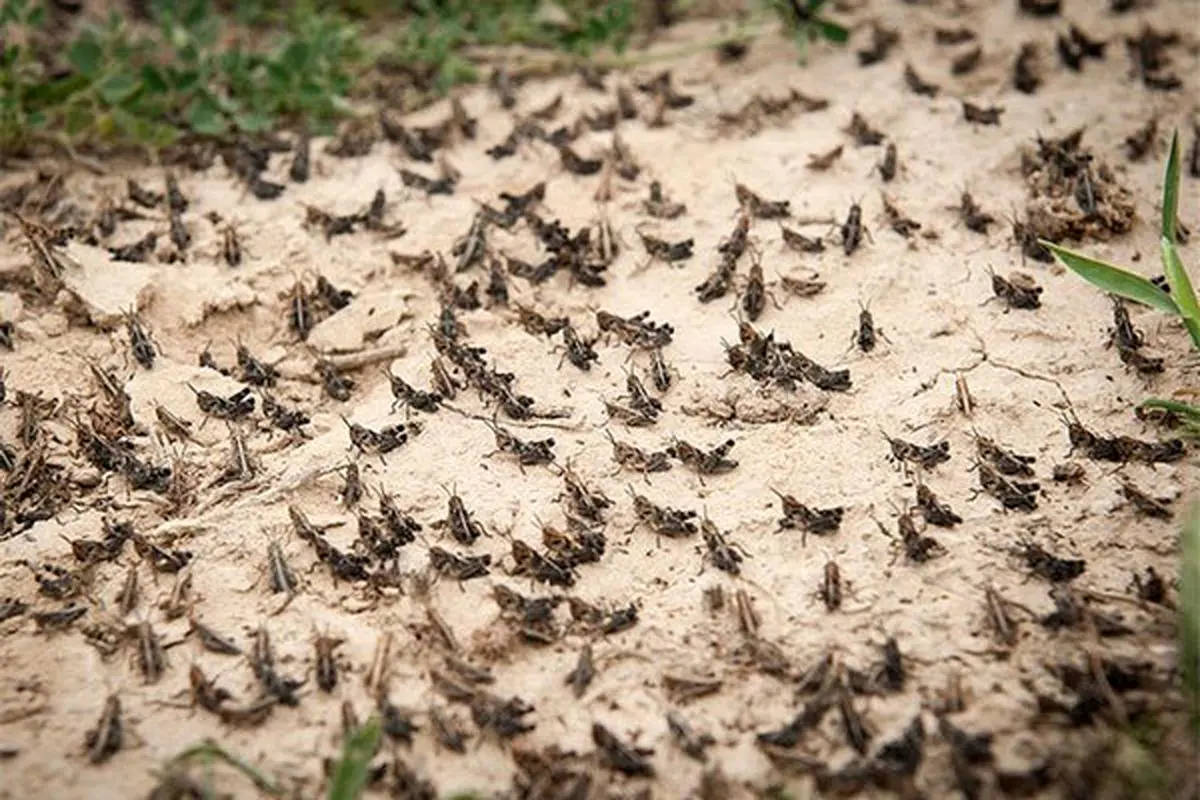 ملخها تهدید جدید اقتصاد جنوب کرمان /تالاب جازموریان در معرض خطر