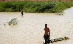 حال «هامون» چطور است؟