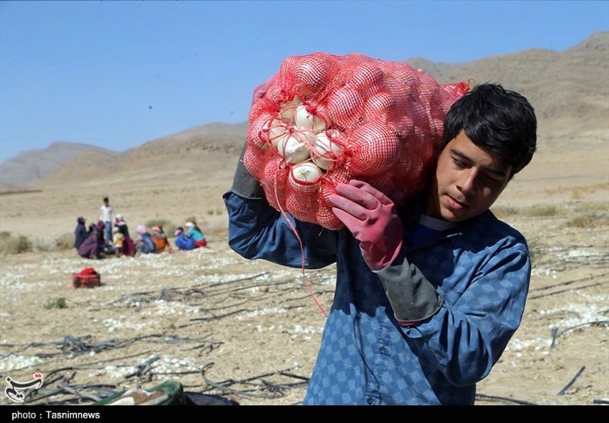 دلالان ۱۵ هزار تومانی، پیاز را ۱۵۰۰ تومان از کشاورز خریده اند