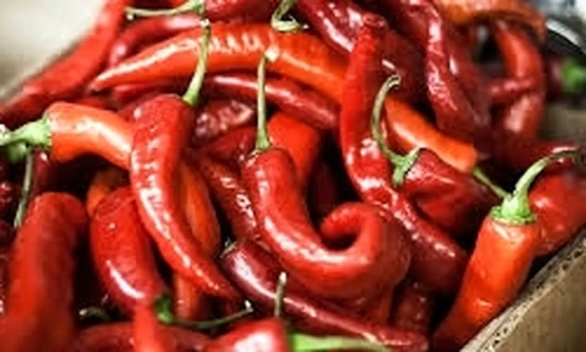 برداشت فلفل قرمز در بنگلادش +تصاویر