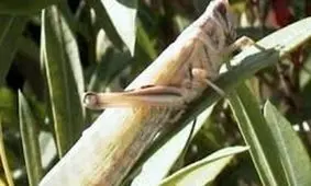 ملخ‌های صحرایی اگر کنترل نشوند امنیت غذایی کشور را تهدید می‌کنند