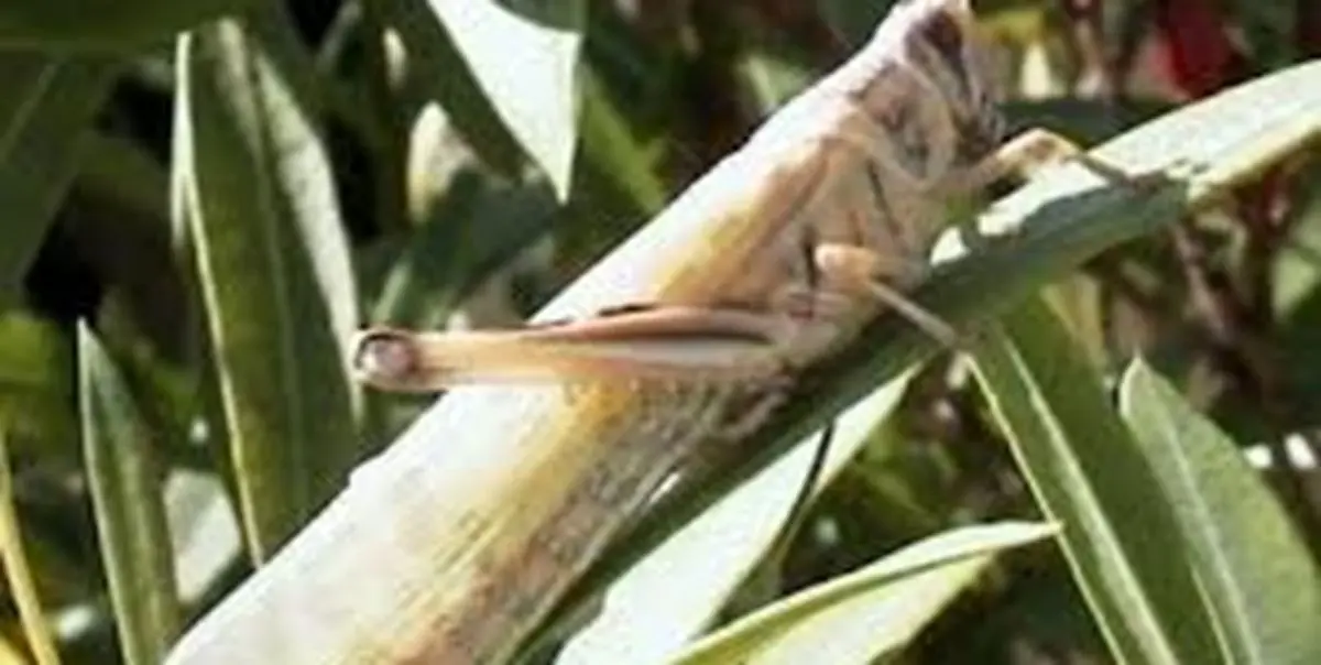 ملخ‌های صحرایی اگر کنترل نشوند امنیت غذایی کشور را تهدید می‌کنند