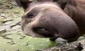 وقتی به یک پسر میگی دماغِ بزرگ به صورتت میاد !