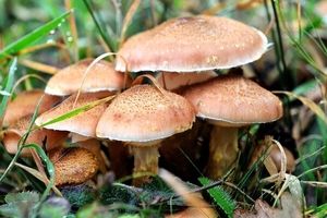 هشدار درباره کشنده بودن قارچ‌های سمی