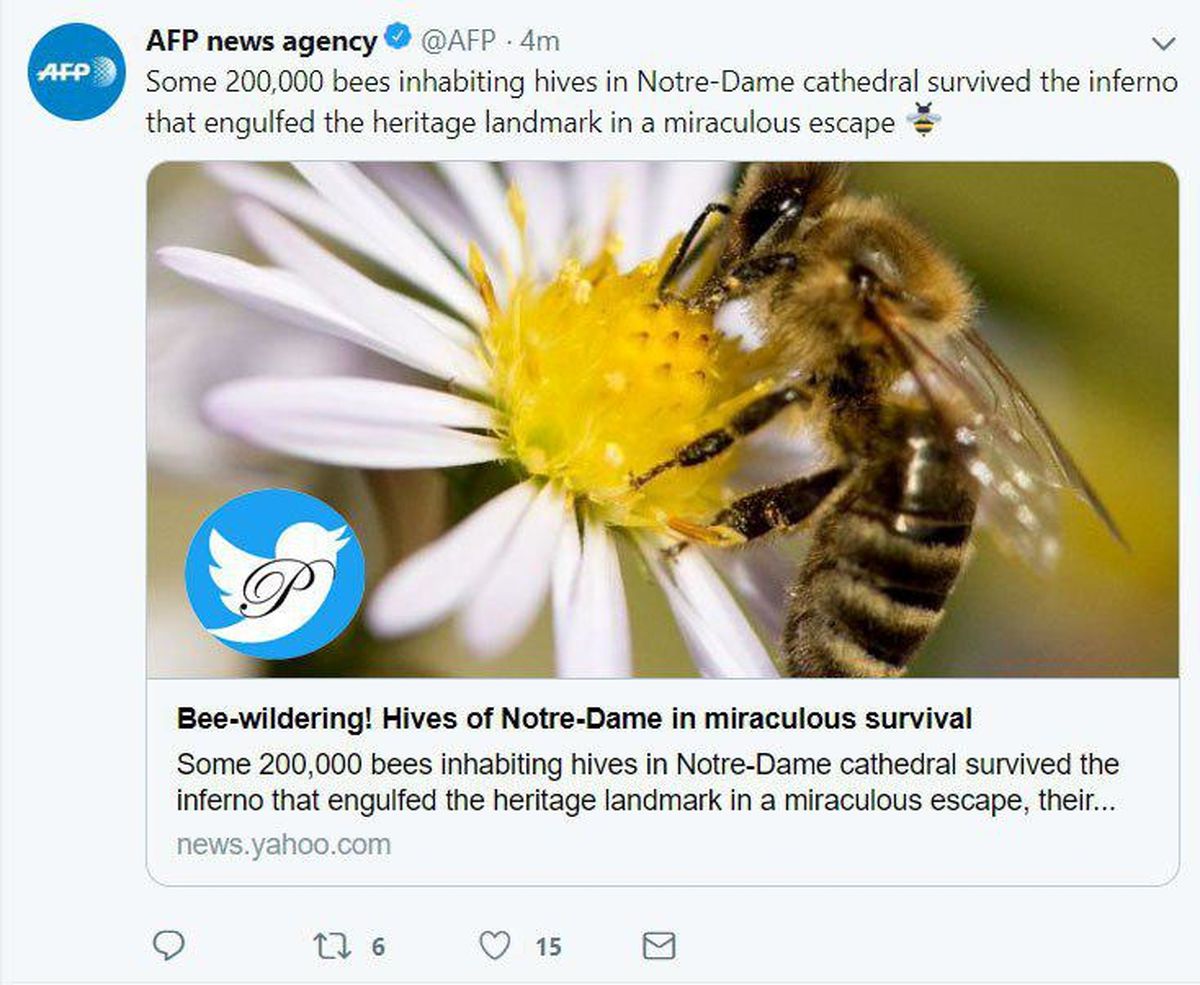 زنده ماندن معجزه آسای ۲۰۰ هزار زنبور در آتش سوزی کلیسای نوتردام