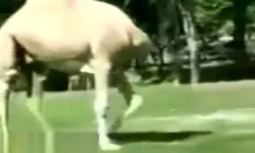 وقتي تو خيابون فك و فاميل ميبينن