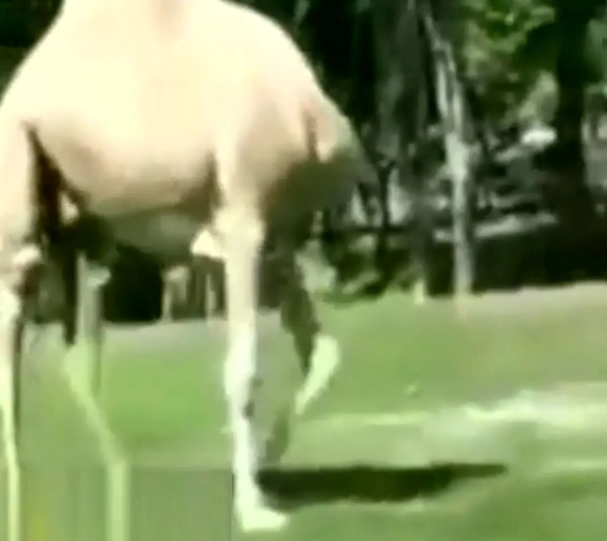 وقتي تو خيابون فك و فاميل ميبينن