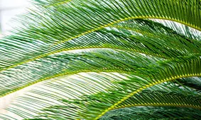 بهترین گیاهان خانگی که هوا را تصفیه می کنند + تصاویر