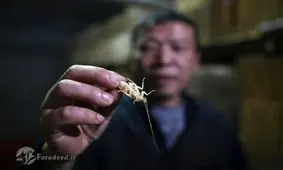 خواص تناول سوسک!