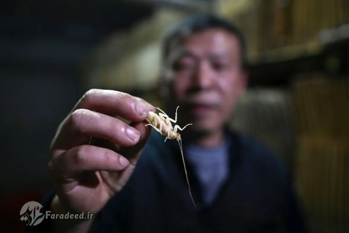 خواص تناول سوسک!